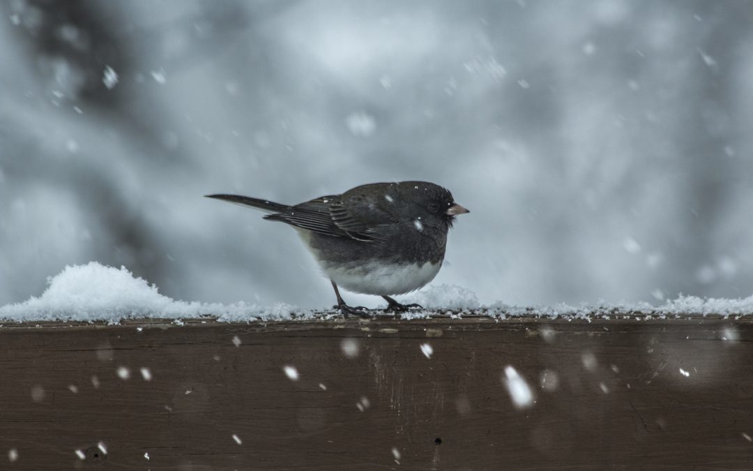 Lessons from Birds in Winter