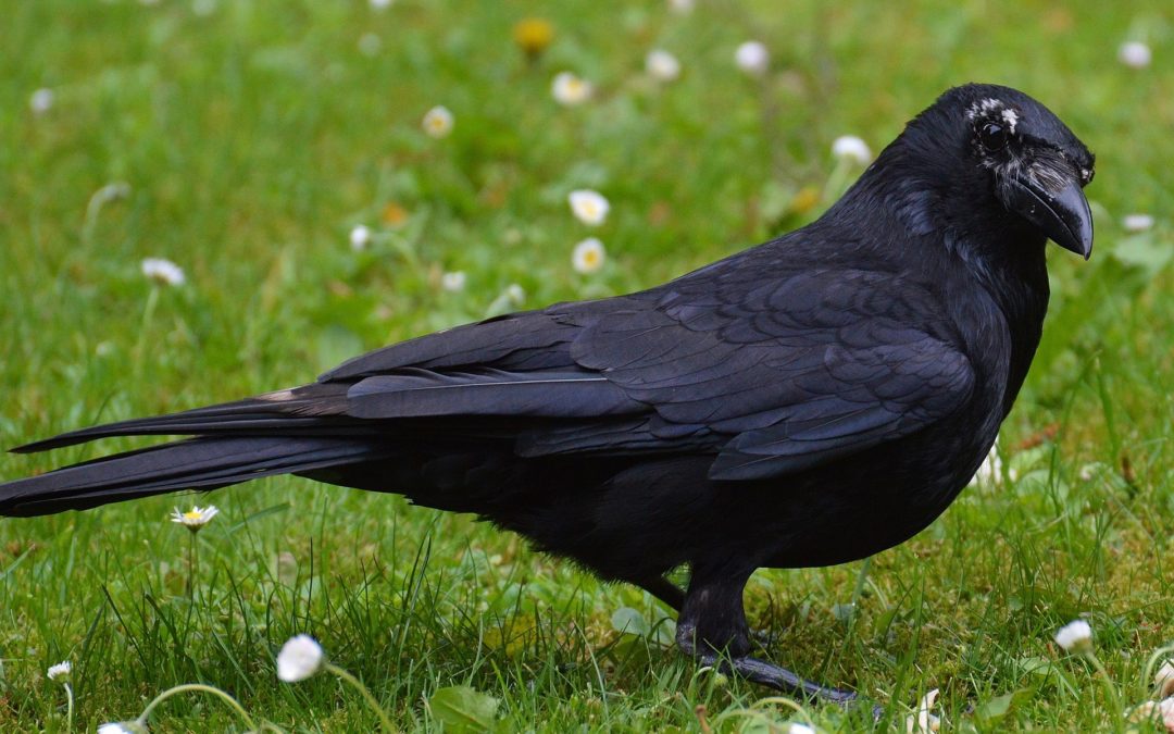The Language of Crows and Other Birds of a Feather
