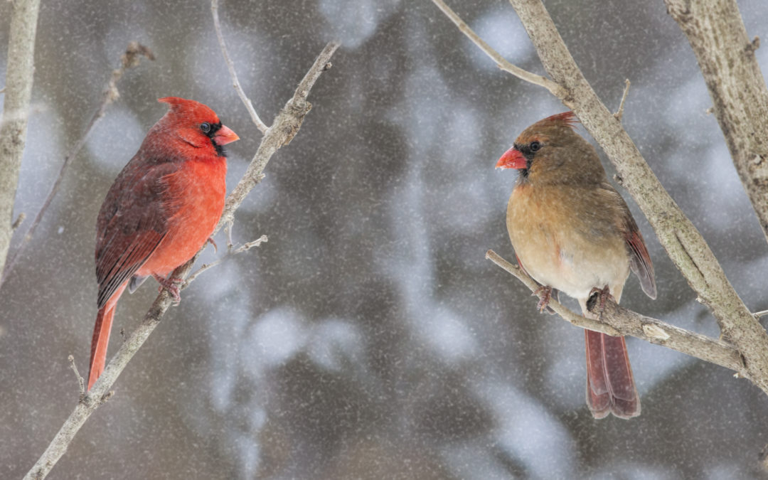 Birds in winter - a cardinal and his mate