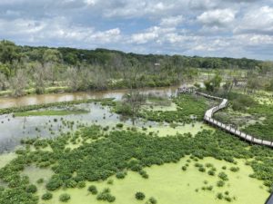 Views of the Galien River marsh and the marsh walk from the Canopy Walkway viewing platform.